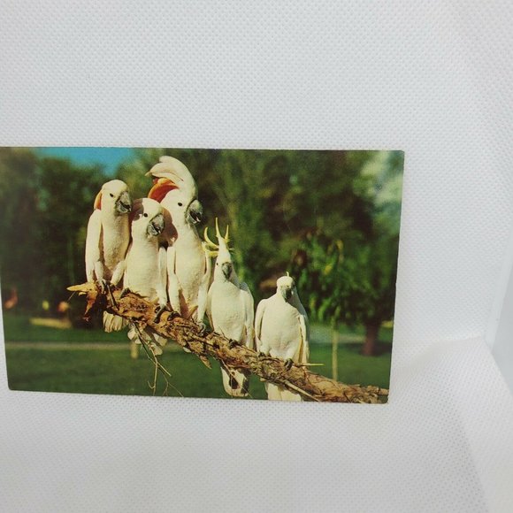 Gulf Stream Card Cockatoos At Hialeah Park Florida Miami Bird Postcard Animal - Picture 3 of 12